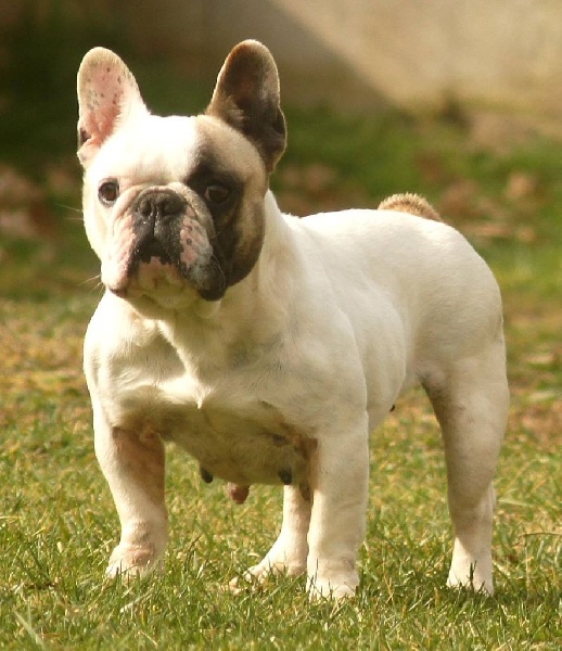 Gavotte des Gamins de Rubis