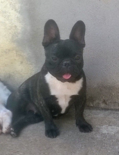 Jivenchy des Gamins de Rubis