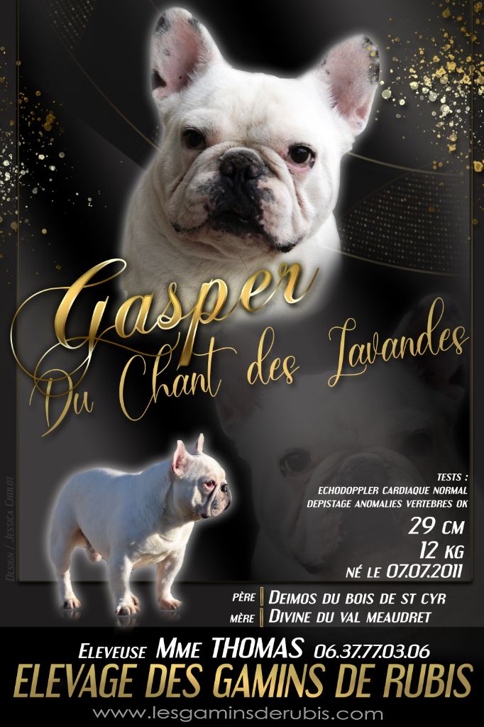 Gasper du Chant des Lavandes