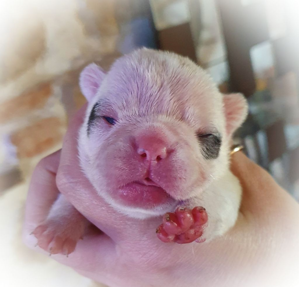 Shyme des Gamins de Rubis