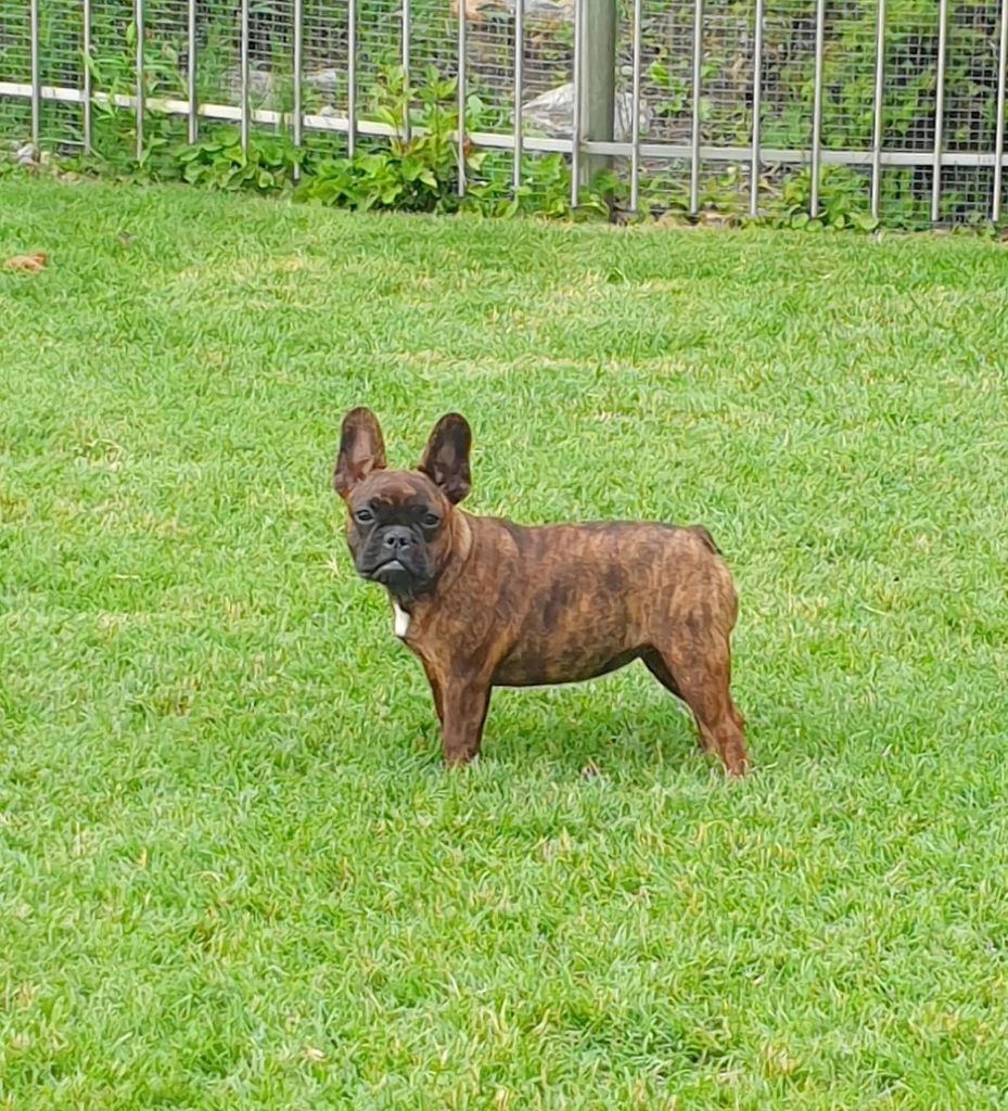 Xaila d' artep rouge